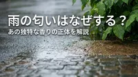 雨の匂いはなぜする？あの独特な香りの正体を解説