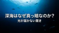 深海はなぜ真っ暗なのか？光が届かない驚きの理由